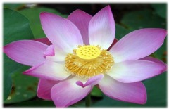 白河民宿推薦 關仔嶺溫泉民宿旅館飯店訂房